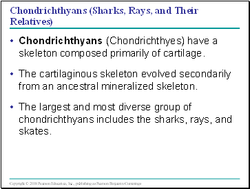 Chondrichthyans (Sharks, Rays, and Their Relatives)