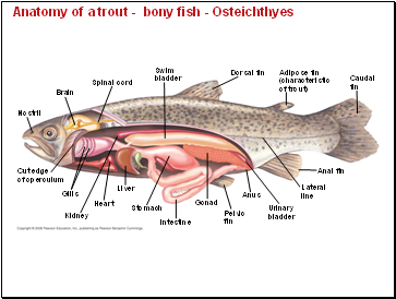 Anatomy of a trout - bony fish - Osteichthyes