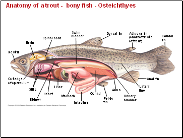 Derived Characters of Tetrapods