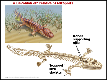 A Devonian era relative of tetrapods