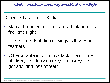 Birds - reptilian anatomy modified for Flight