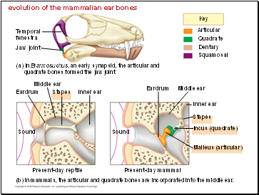evolution of the mammalian ear bones