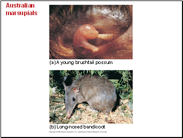 Australian marsupials