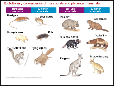 Evolutionary convergence of marsupials and placental mammals