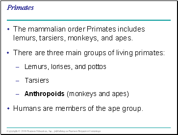 Primates