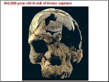 160,000-year-old fossil of Homo sapiens