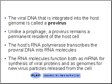 The viral DNA that is integrated into the host genome is called a provirus