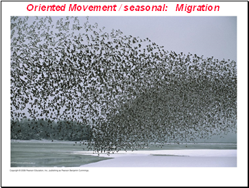 Oriented Movement / seasonal: Migration