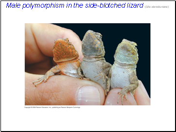 Male polymorphism in the side-blotched lizard (Uta stansburiana)