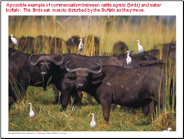 A possible example of commensalism between cattle egrets (birds) and water buffalo: The Birds eat insects disturbed by the Buffalo as they move.