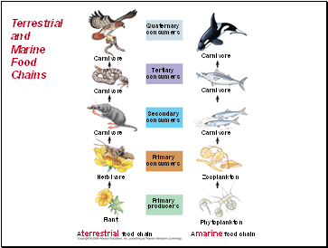 Terrestrial and Marine Food Chains
