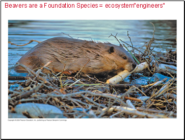 Beavers are a Foundation Species = ecosystemengineers