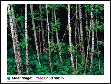 Alder stage: trees and shrub