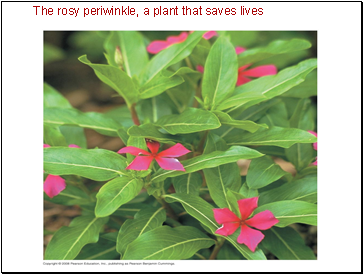 saves rosy periwinkle lives plant