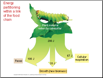 Energy partitioning within a link of the food chain