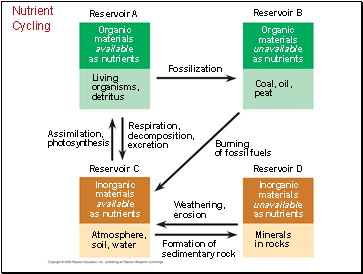 Nutrient Cycling