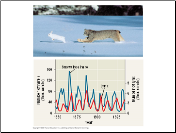 Snowshoe hare