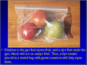 Ethylene is the gas that ripens fruit, and a ripe fruit emits the gas, which will act on unripe fruit. Thus, a ripe tomato placed in a sealed bag with green tomatoes will help ripen them.