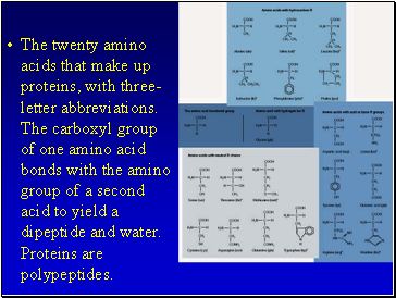 The twenty amino acids that make up proteins, with three-letter abbreviations. The carboxyl group of one amino acid bonds with the amino group of a second acid to yield a dipeptide and water. Proteins are polypeptides.