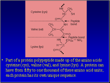 Part of a protein polypeptide made up of the amino acids cysteine (cys), valine (val), and lysine (lys). A protein can have from fifty to one thousand of these amino acid units; each protein has its own unique sequence.