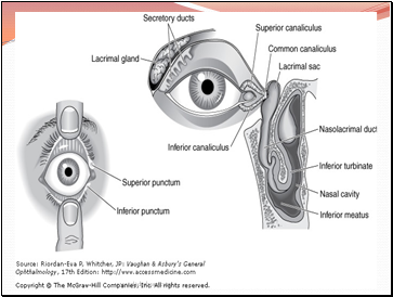 The Lacrimal Apparatus