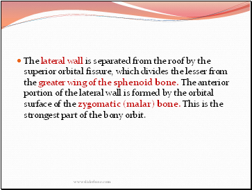 The lateral wall is separated from the roof by the superior orbital fissure, which divides the lesser from the greater wing of the sphenoid bone. The anterior portion of the lateral wall is formed by the orbital surface of the zygomatic (malar) bone. This is the strongest part of the bony orbit.