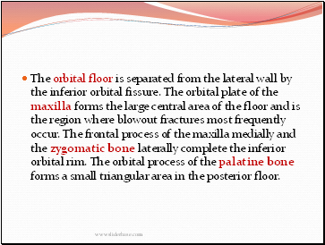 The orbital floor is separated from the lateral wall by the inferior orbital fissure. The orbital plate of the maxilla forms the large central area of the floor and is the region where blowout fractures most frequently occur. The frontal process of the maxilla medially and the zygomatic bone laterally complete the inferior orbital rim. The orbital process of the palatine bone forms a small triangular area in the posterior floor.