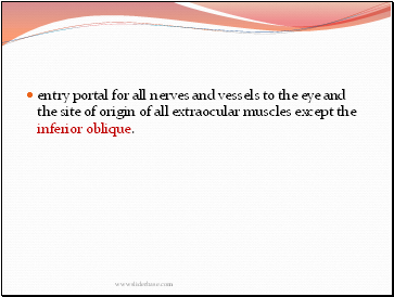 entry portal for all nerves and vessels to the eye and the site of origin of all extraocular muscles except the inferior oblique.