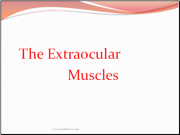 The Extraocular Muscles