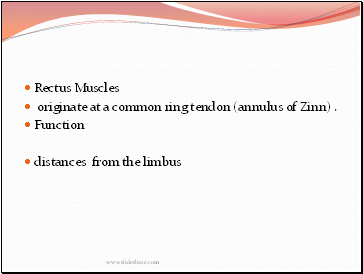 Rectus Muscles