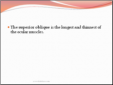 The superior oblique is the longest and thinnest of the ocular muscles.