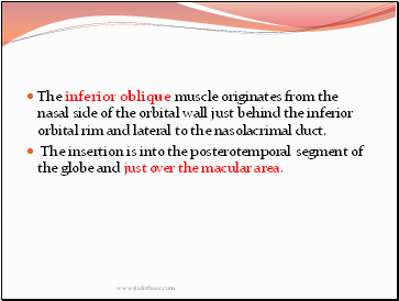 The inferior oblique muscle originates from the nasal side of the orbital wall just behind the inferior orbital rim and lateral to the nasolacrimal duct.