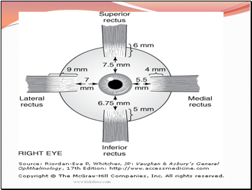 Nerve Supply 