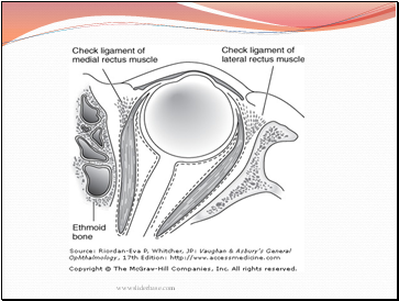 Nerve Supply 