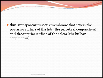 thin, transparent mucous membrane that covers the posterior surface of the lids (the palpebral conjunctiva) and the anterior surface of the sclera (the bulbar conjunctiva).