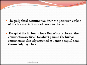 The palpebral conjunctiva lines the posterior surface of the lids and is firmly adherent to the tarsus.