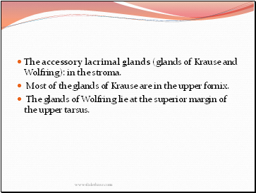 The accessory lacrimal glands (glands of Krause and Wolfring): in the stroma.