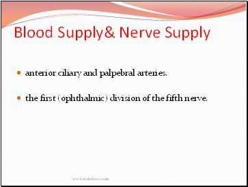 Blood Supply& Nerve Supply