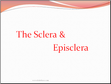 The Sclera & Episclera