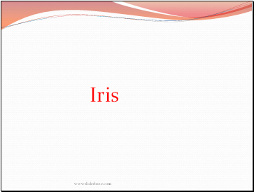 Iris