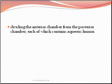 dividing the anterior chamber from the posterior chamber, each of which contains aqueous humor.