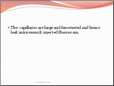 The capillaries are large and fenestrated and hence leak intravenously injected fluorescein.