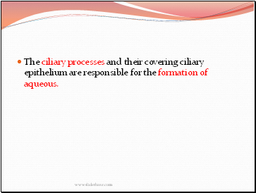 The ciliary processes and their covering ciliary epithelium are responsible for the formation of aqueous.