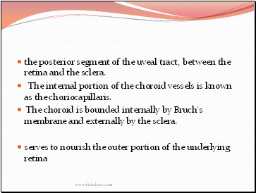 the posterior segment of the uveal tract, between the retina and the sclera.