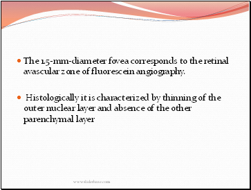 The 1.5-mm-diameter fovea corresponds to the retinal avascular zone of fluorescein angiography.