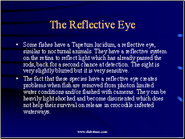 The Reflective Eye