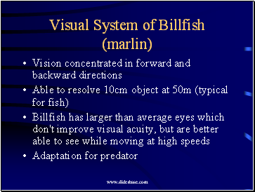 Visual System of Billfish (marlin)