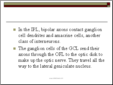 In the IPL, bipolar axons contact ganglion cell dendrites and amacrine cells, another class of interneurons.