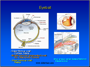 Eyeball