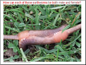 How can each of these earthworms be both male and female?